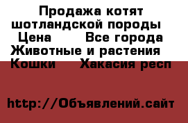 Продажа котят шотландской породы › Цена ­ - - Все города Животные и растения » Кошки   . Хакасия респ.